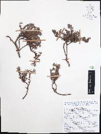 Krameria pauciflora image