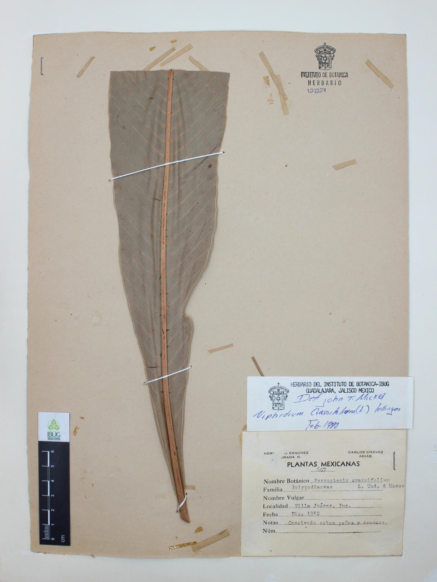 Niphidium crassifolium image