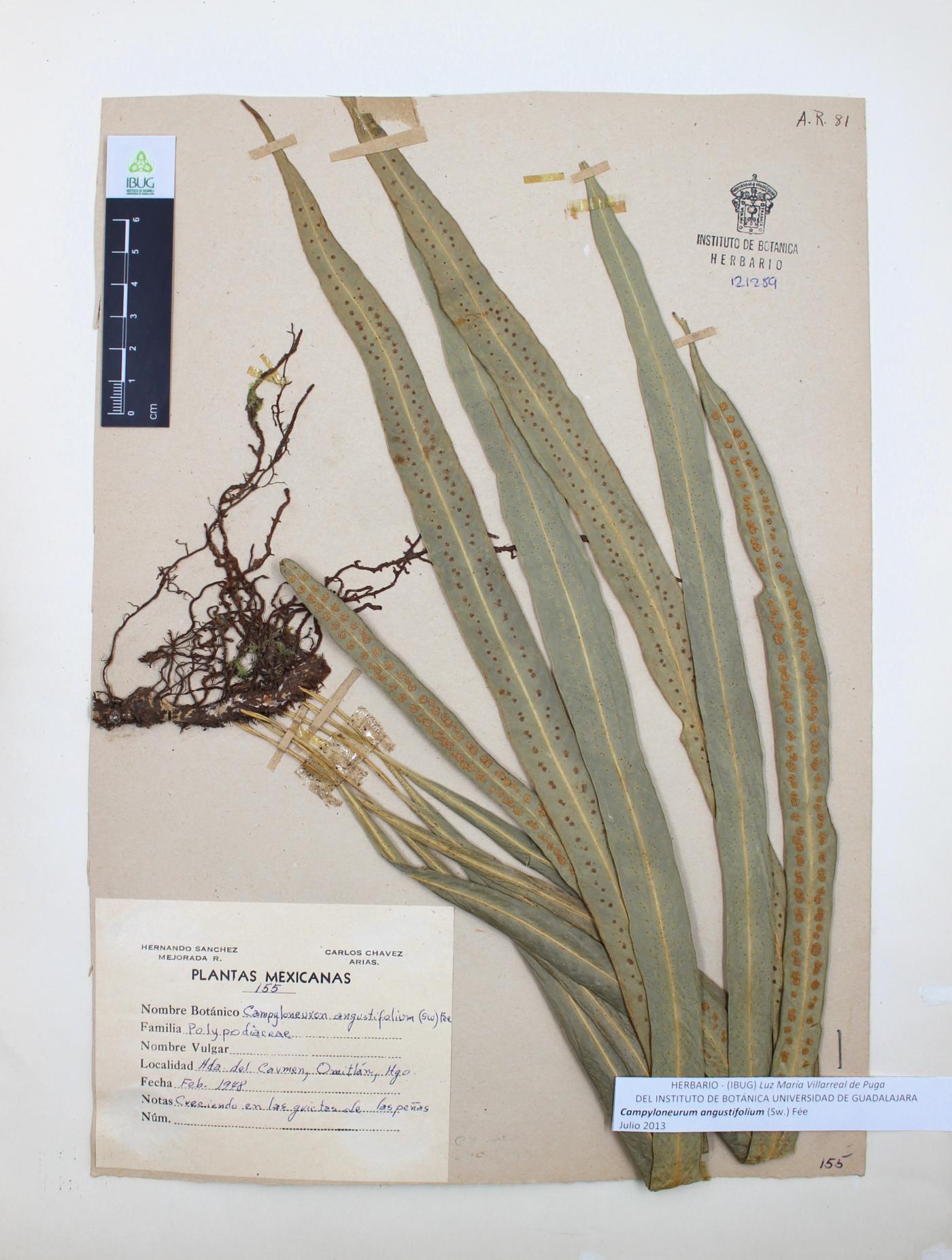 Campyloneurum angustifolium image