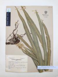 Campyloneurum angustifolium image