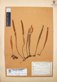 Pleopeltis polylepis image