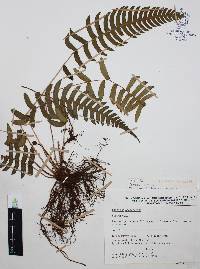 Blechnum occidentale image