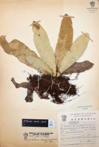 Campyloneurum phyllitidis image