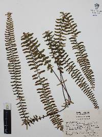 Asplenium monanthes image