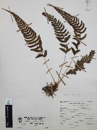 Blechnum glandulosum image