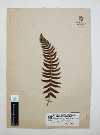 Blechnum glandulosum image