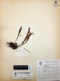 Pleopeltis polylepis image