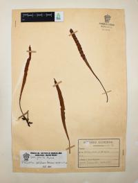 Pleopeltis polylepis image