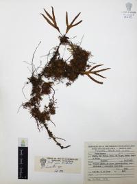 Pleopeltis angusta image