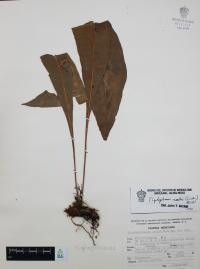 Elaphoglossum sartorii image
