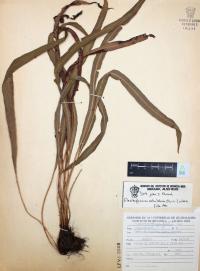 Elaphoglossum petiolatum image