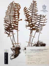 Polypodium sanctae-rosae image