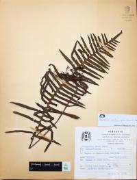 Polypodium sanctae-rosae image
