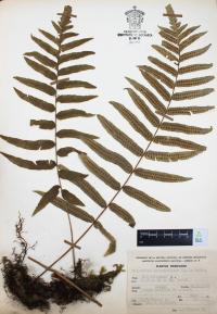 Polypodium subpetiolatum image