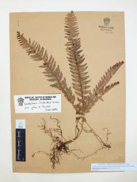 Nephrolepis undulata image