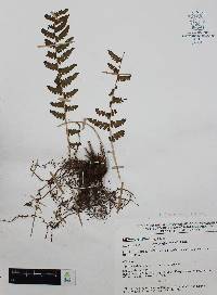 Woodsia mollis image
