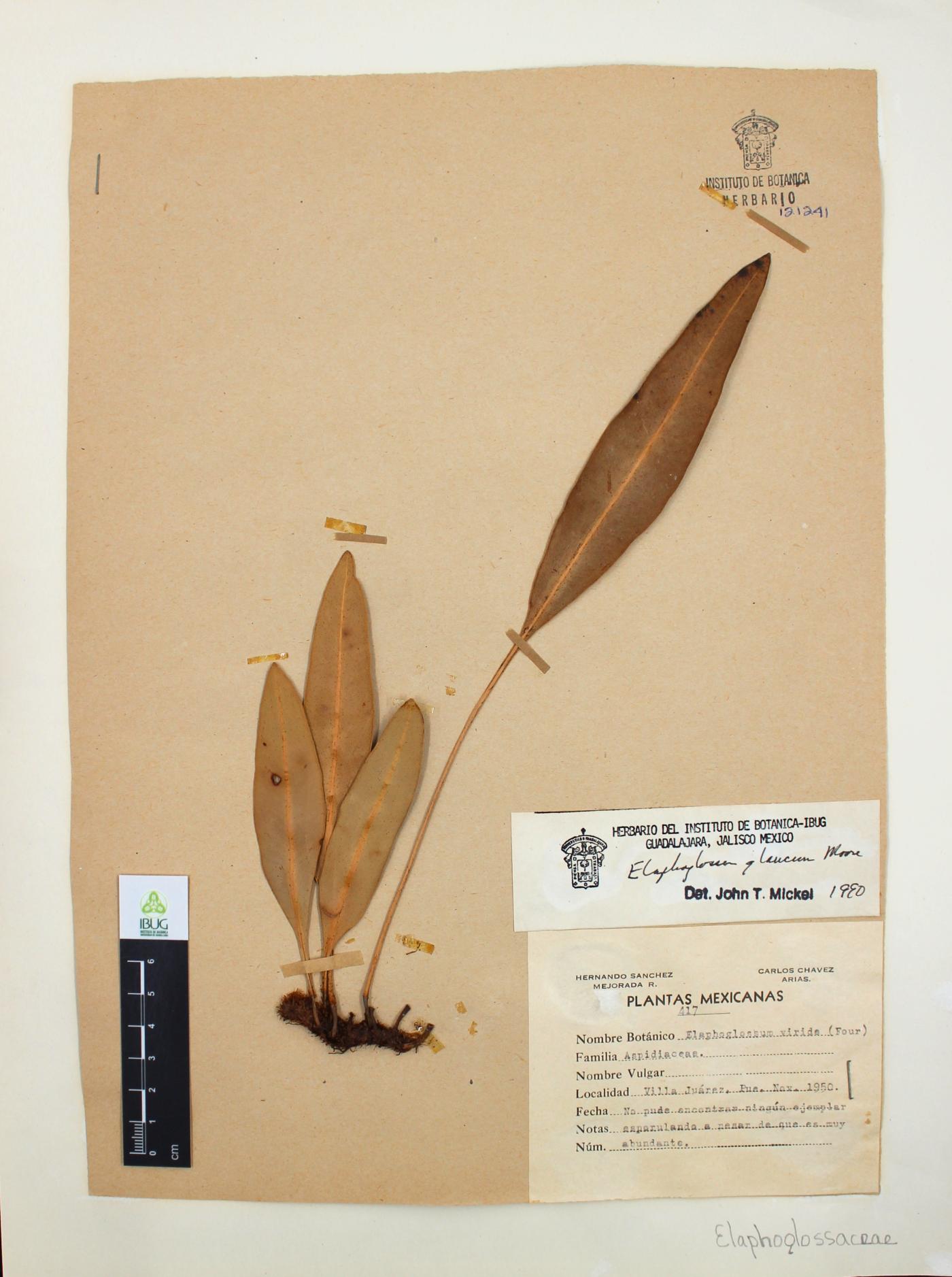 Elaphoglossum glaucum image