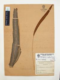 Elaphoglossum muelleri image