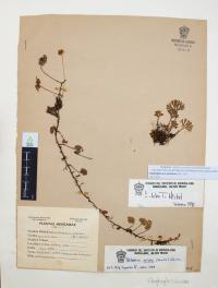 Elaphoglossum peltatum image
