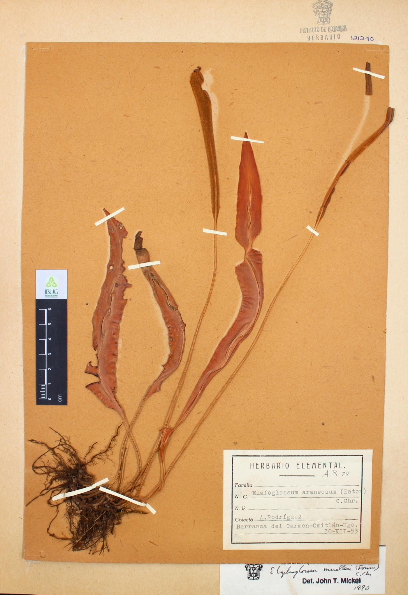 Elaphoglossum muelleri image