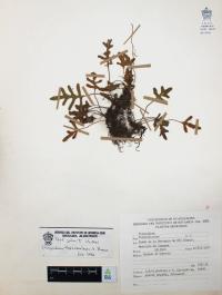 Pleopeltis thyssanolepis image