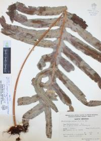 Phlebodium areolatum image