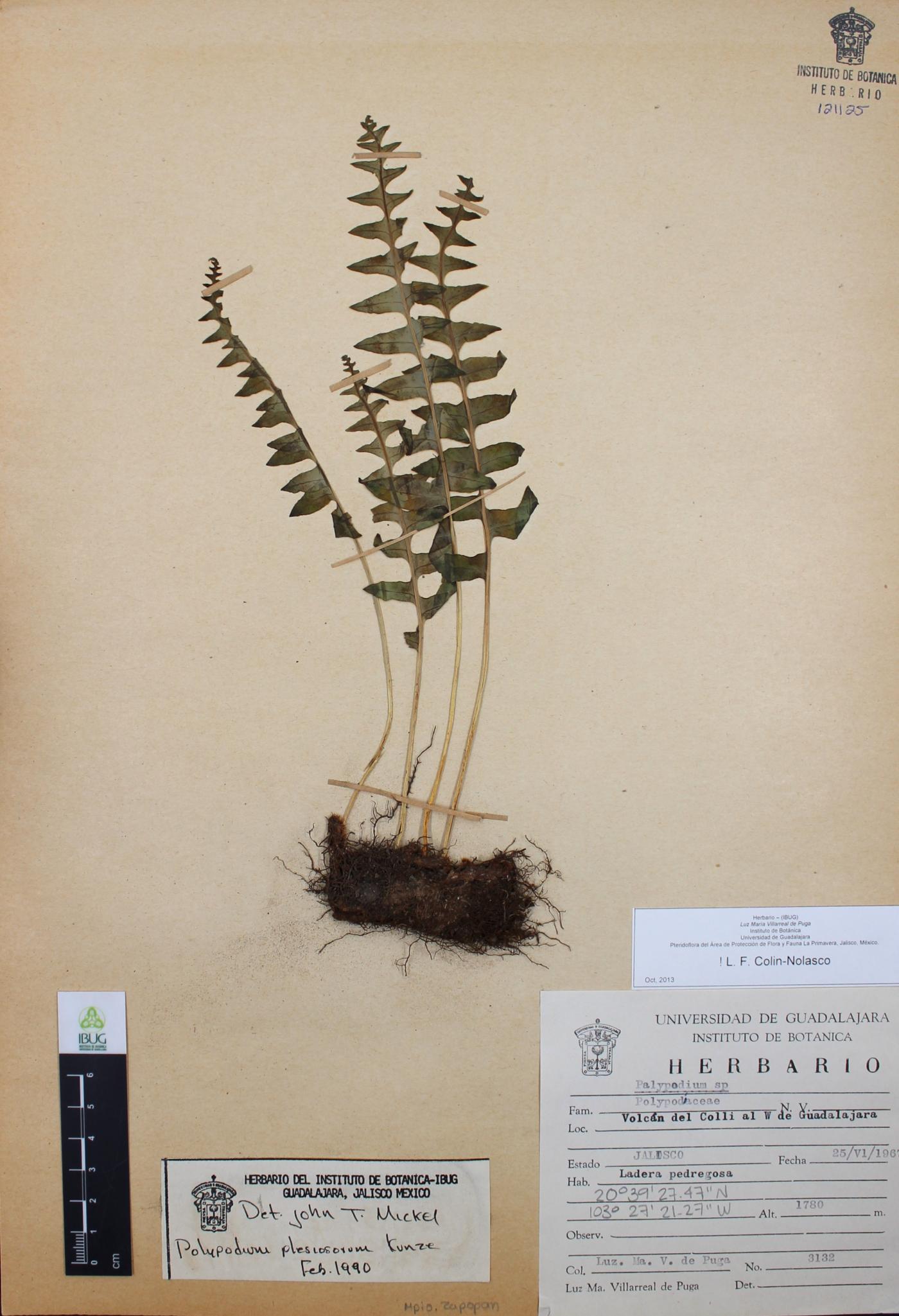 Polypodium plesiosorum image