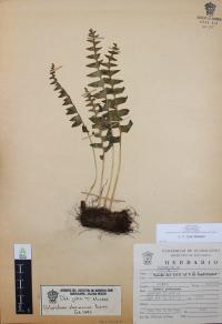 Polypodium plesiosorum image