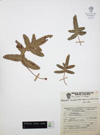 Phlebodium areolatum image