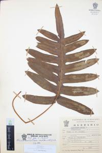 Phlebodium areolatum image