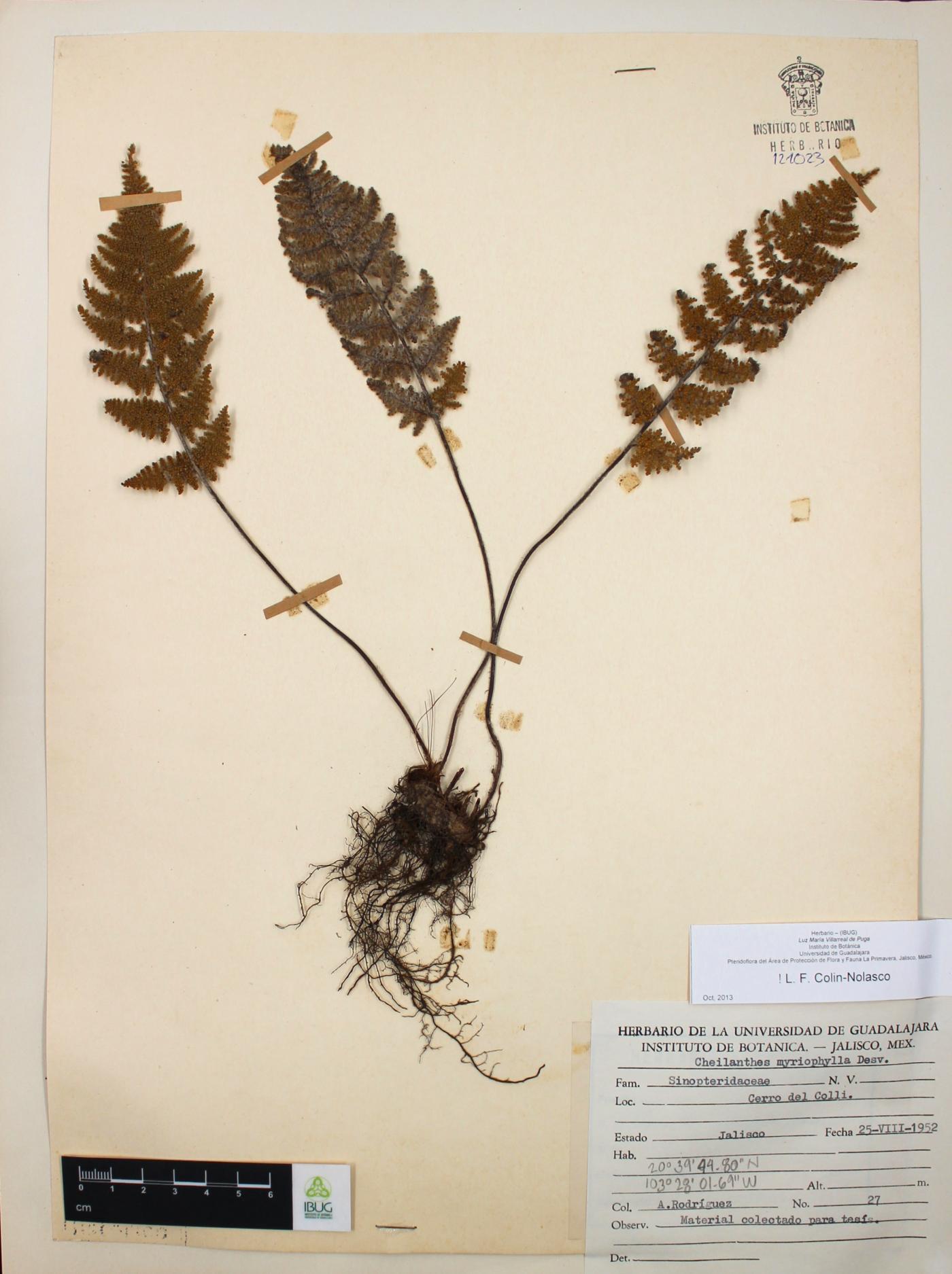 Myriopteris myriophylla image