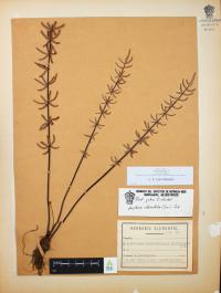 Pellaea ternifolia image