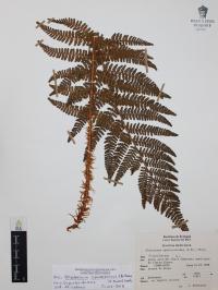 Polystichum speciosissimum image