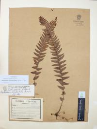 Nephrolepis undulata image