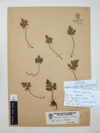 Bommeria hispida image
