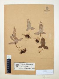 Phlebodium areolatum image