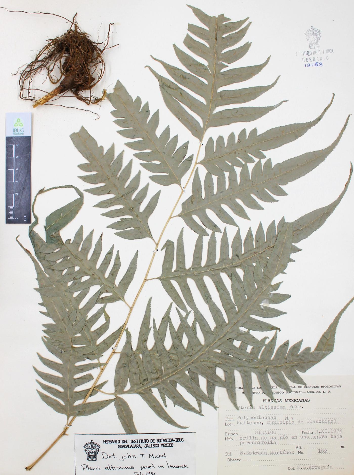 Pteris altissima image
