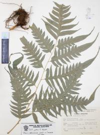 Pteris altissima image