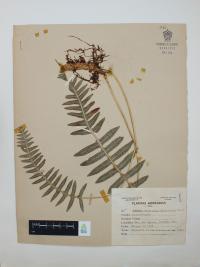Polypodium plesiosorum image