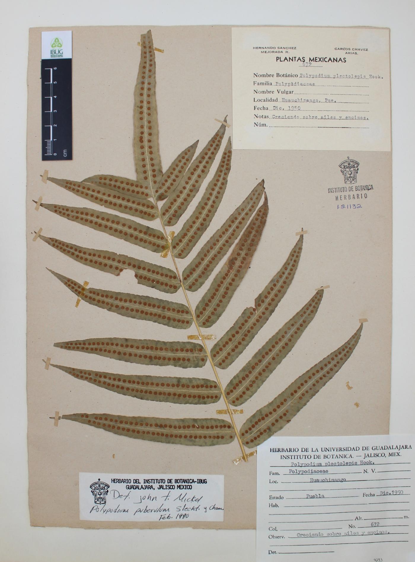Polypodium puberulum image
