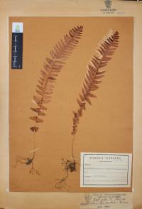 Nephrolepis undulata image