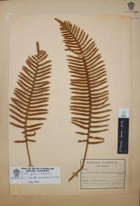 Polypodium sanctae-rosae image