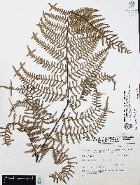 Pteridium feei image