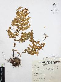 Adiantum capillus-veneris image