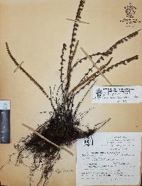 Myriopteris aurea image