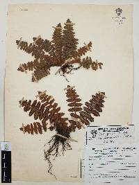Notholaena brachypus image