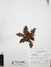 Notholaena brachypus image