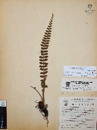 Astrolepis sinuata image