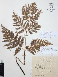 Pteridium feei image