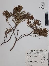 Comarostaphylis polifolia image